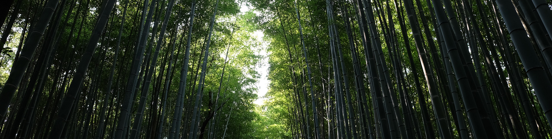 Biodegradable Plates